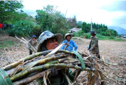 Chuyện lạ nông nghiệp Việt: Nuôi bò đổ sữa,trồng mía đổi đường...