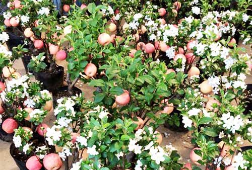 Táo cảnh Trung Quốc 3 triệu/chậu chưng Tết, vừa chơi vừa lo