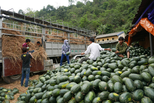 Hơn chục thương lái Trung Quốc chi phối dưa hấu Việt Nam