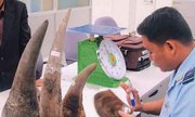 Lô sừng tê giác 22 tỷ đồng bị phát hiện