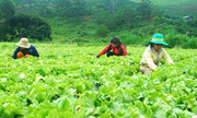 Người nước ngoài tìm đến Việt Nam làm nông nghiệp