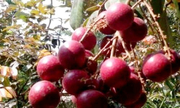 Trái cây lạ đắt khách