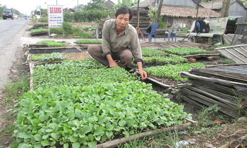 Lãi gần một triệu mỗi ngày nhờ ươm rau màu